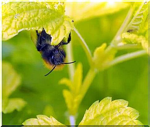 Lemon balm plant.