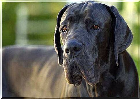 Why do large dogs live less?