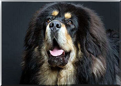 Tibetan mastiff with open mouth