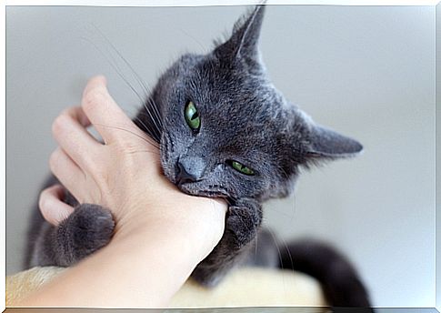 Your cat bites you when you pet it: why?