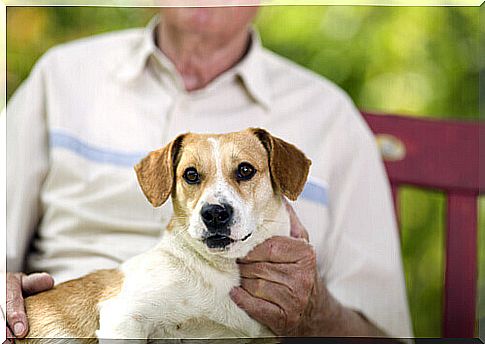 Dog in the arms of the master