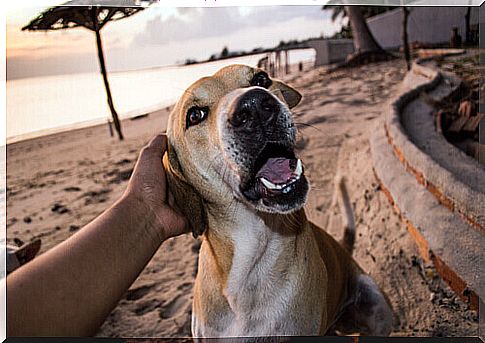 person caresses dog on the beach