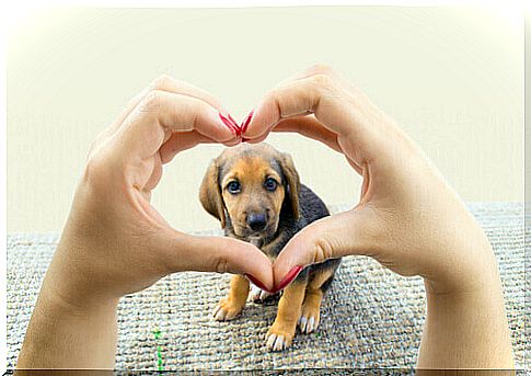 Your dog's only goal: to give you his heart